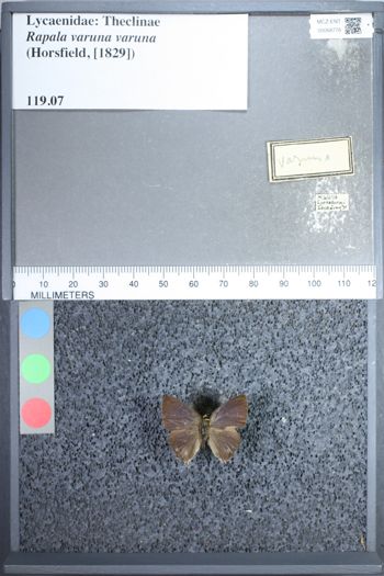 Media type: image;   Entomology 68776